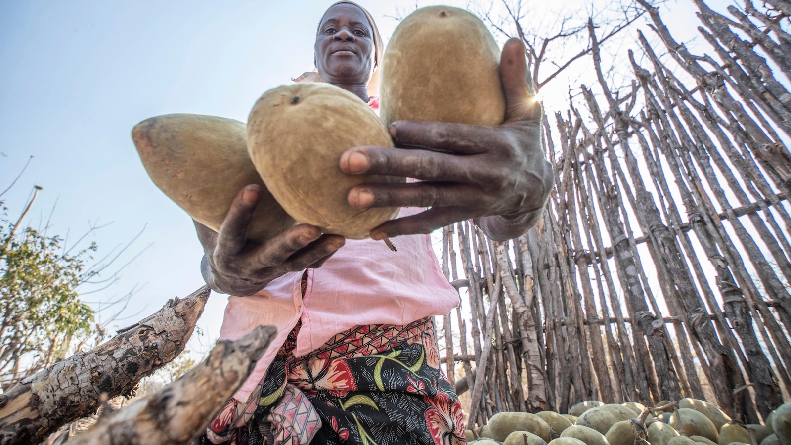 An ancient African tree provides a new 'superfood', but local harvesters are barely surviving